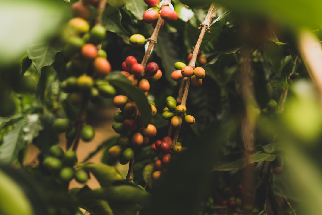 tips mengelola stok biji kopi agar tidak terbuang sia-sia